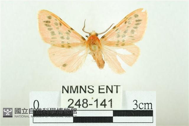 三條橙燈蛾藏品圖，第1張