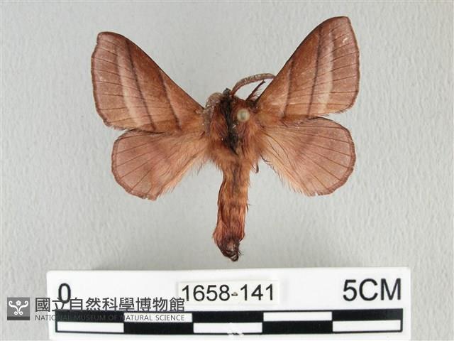 川邊氏枯葉蛾藏品圖，第1張