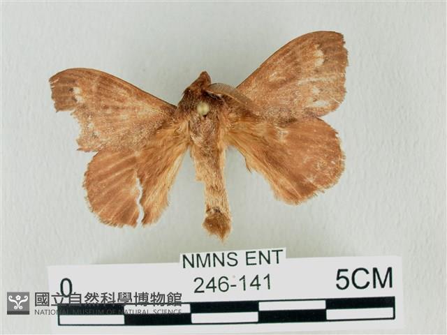 馬尾松枯葉蛾藏品圖，第1張