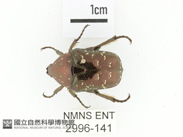 東方白點花金龜藏品圖，第1張