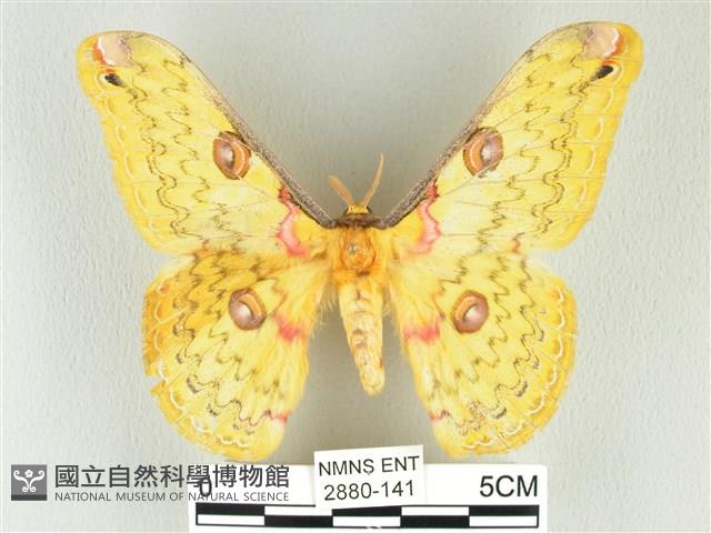 黃豹天蠶蛾藏品圖，第1張