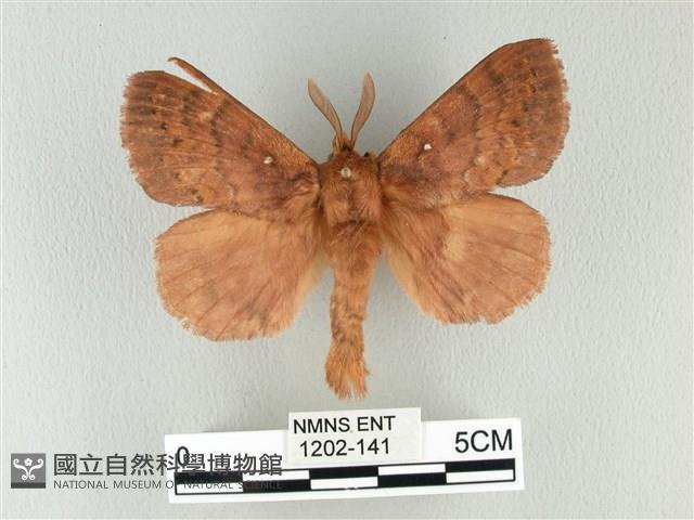 波紋枯葉蛾藏品圖，第1張