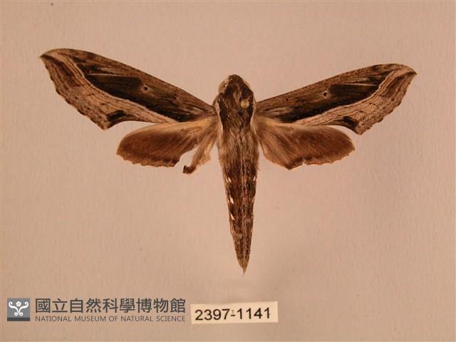 斜線天蛾藏品圖，第1張