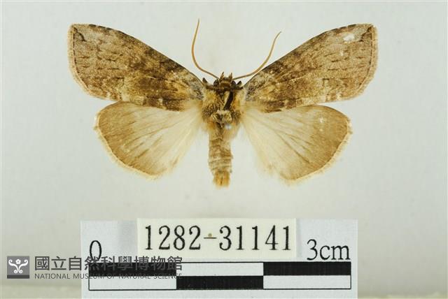 霧社環波紋蛾藏品圖，第1張