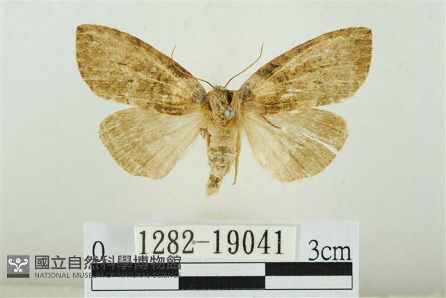 藹環波紋蛾藏品圖，第1張