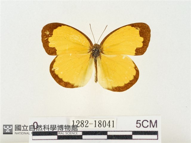 島嶼黃蝶、江崎黃蝶藏品圖，第1張