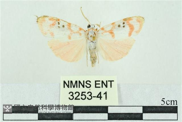 臺雪苔蛾藏品圖，第1張