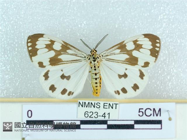 粉蝶燈蛾藏品圖，第1張