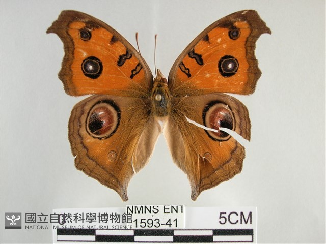 眼蛺蝶、孔雀蛺蝶藏品圖，第1張