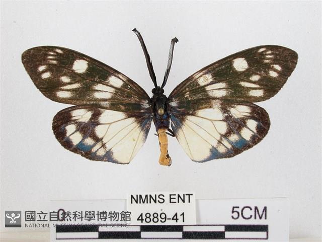 蓬萊茶斑蛾藏品圖，第1張