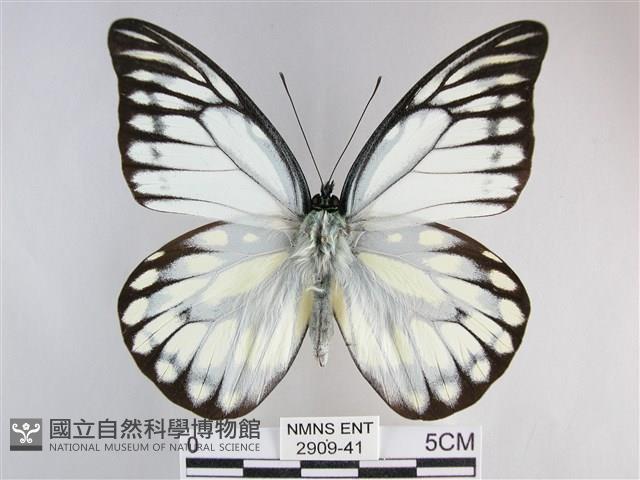 鋸粉蝶藏品圖，第1張