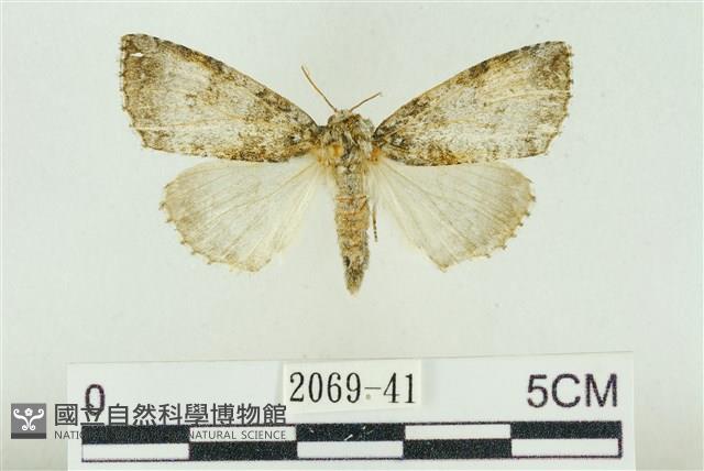 臺灣銀斑異波紋蛾藏品圖，第1張