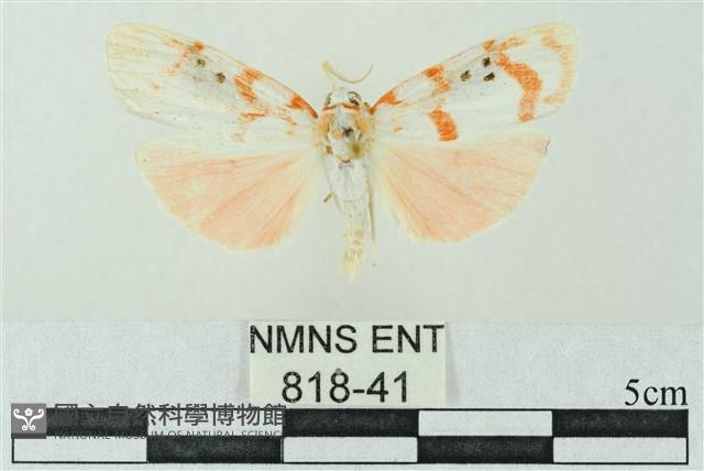 臺雪苔蛾藏品圖，第1張