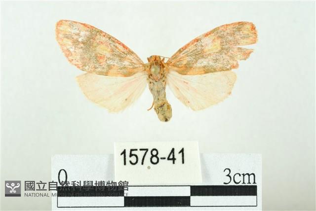 三色豔苔蛾藏品圖，第1張