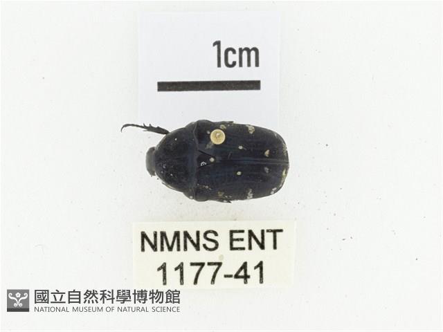 綠島小綠花金龜藏品圖，第1張