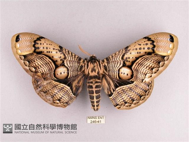 枯球籮紋蛾藏品圖，第1張