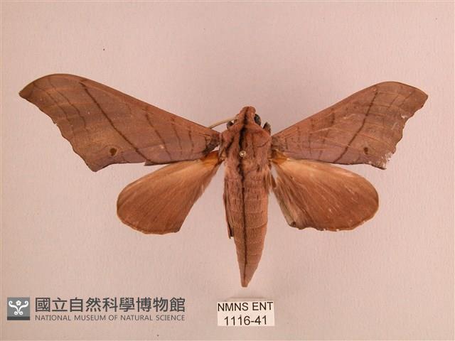 直翅六點天蛾藏品圖，第1張