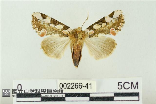 連珠波紋蛾藏品圖，第1張