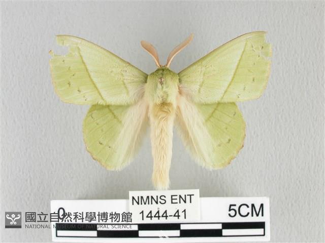 青枯葉蛾藏品圖，第1張