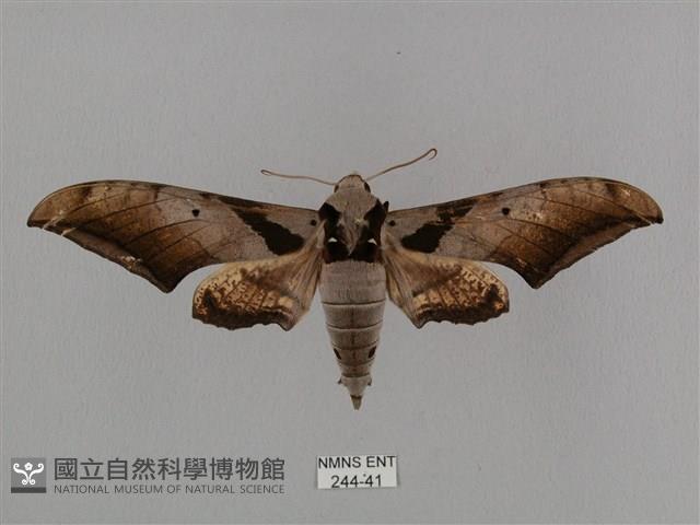 黑帶鷹翅天蛾藏品圖，第1張