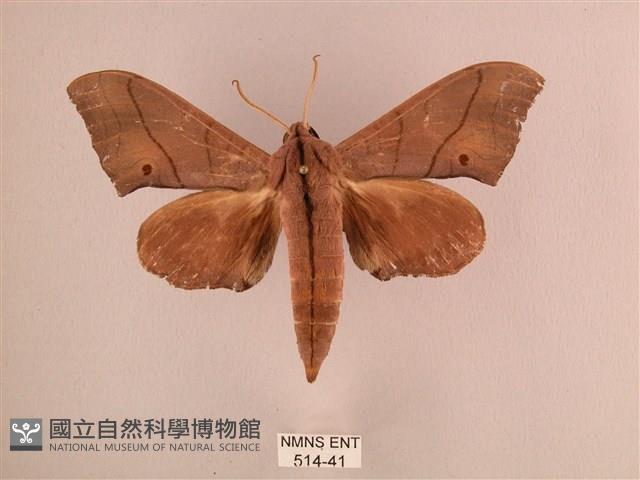 直翅六點天蛾藏品圖，第1張