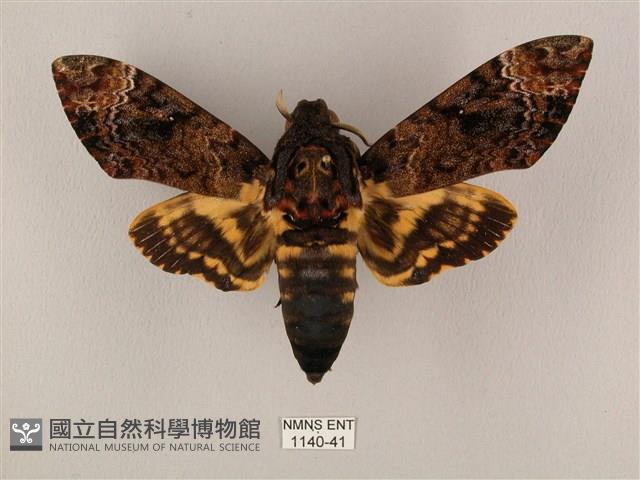 鬼臉天蛾藏品圖，第1張