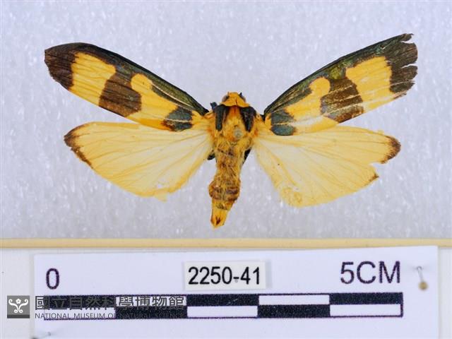 閃光苔蛾藏品圖，第1張