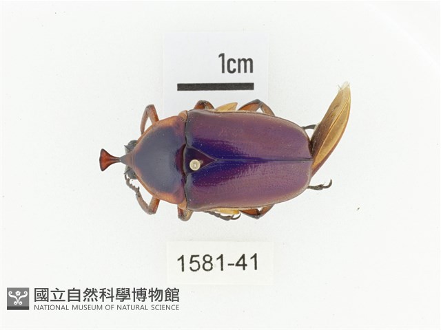 臺灣扇角金龜藏品圖，第1張