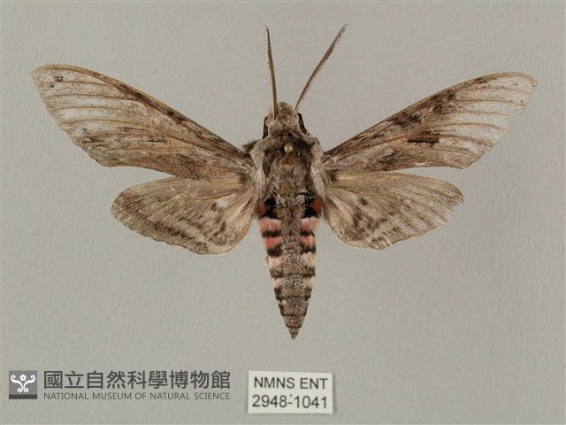 蝦殼天蛾藏品圖，第1張