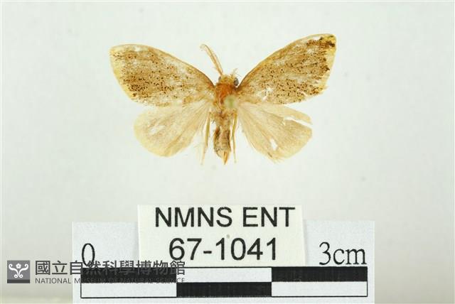 黑翅黃毒蛾藏品圖，第1張