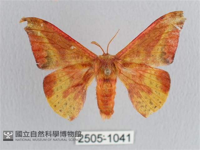 鉛斑帶鉤蛾藏品圖，第1張