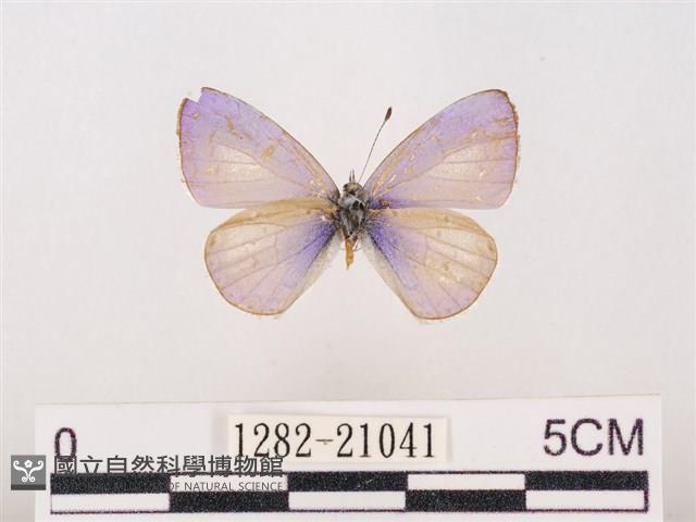 嫵琉灰蝶藏品圖，第1張
