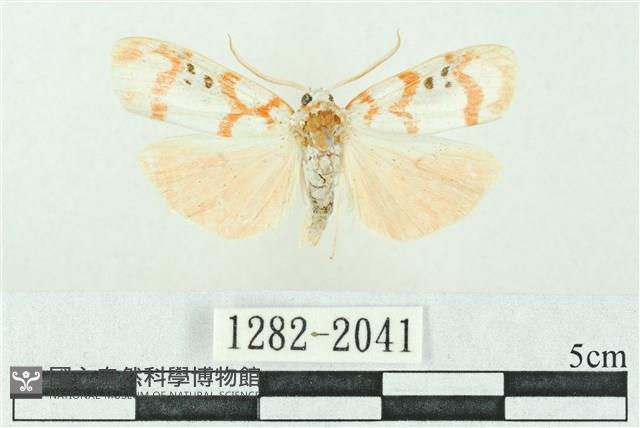 臺雪苔蛾藏品圖，第1張