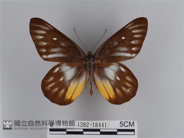 豔粉蝶藏品圖，第1張