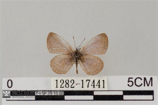 藍灰蝶沖繩亞種藏品圖，第1張