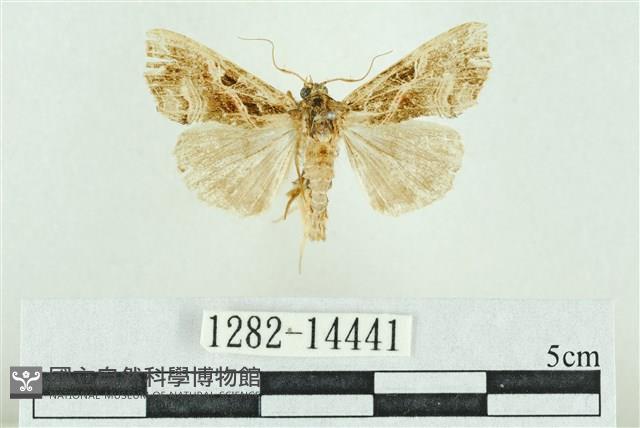 粉紅帶散紋夜蛾藏品圖，第1張