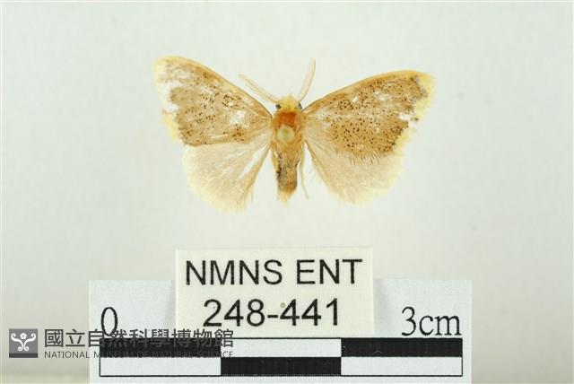 黑翅黃毒蛾藏品圖，第1張