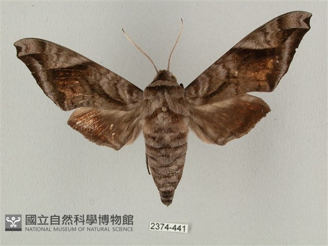 全緣缺角天蛾藏品圖，第1張