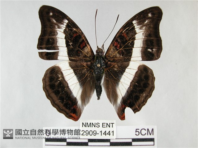 紫俳線蛺蝶藏品圖，第1張