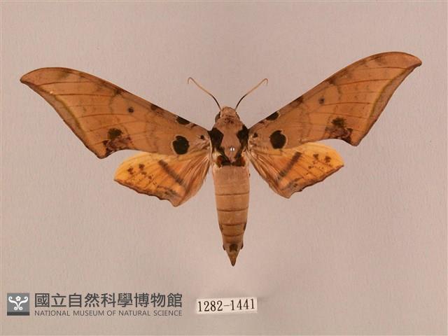 裂斑鷹翅天蛾藏品圖，第1張