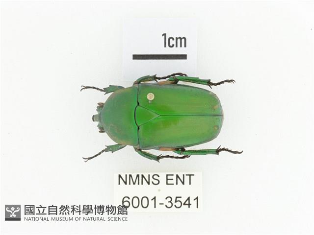 小扇角金龜藏品圖，第1張