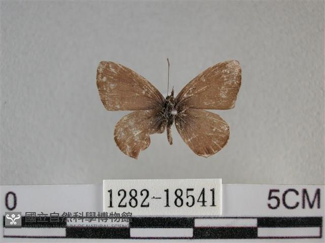 波灰蝶藏品圖，第1張