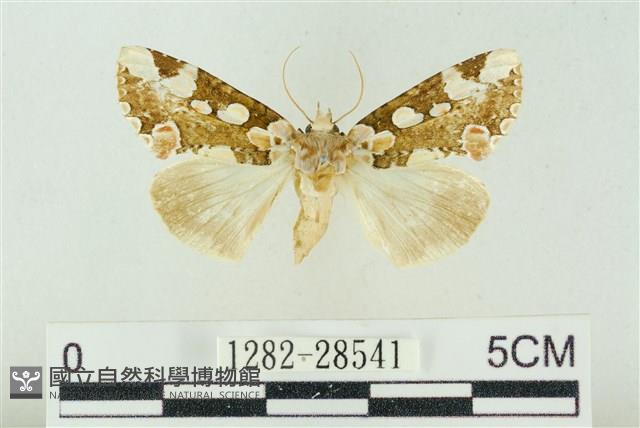 連珠波紋蛾藏品圖，第1張