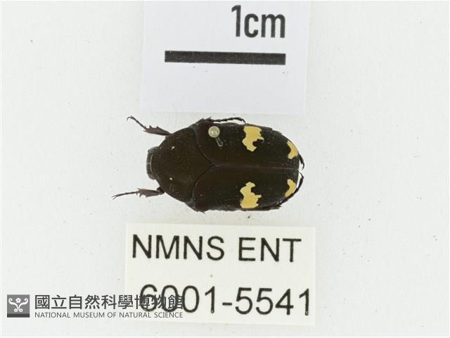 灰斑擬黑花金龜藏品圖，第1張