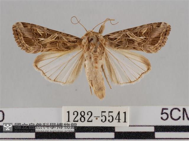 斜紋夜盜蛾藏品圖，第1張