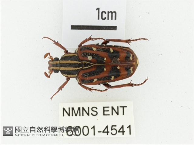 巴蘭陷紋金龜藏品圖，第1張