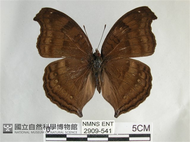 黯眼蛺蝶藏品圖，第1張