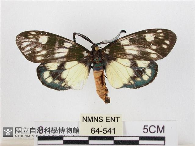 蓬萊茶斑蛾藏品圖，第1張