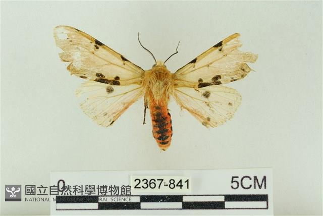 棍棒污燈蛾藏品圖，第1張