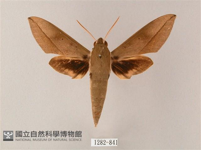 藏斜紋天蛾藏品圖，第1張